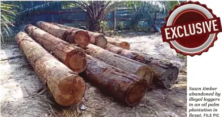  ?? FILE PIC ?? Sawn timber abandoned by illegal loggers in an oil palm plantation in Besut.