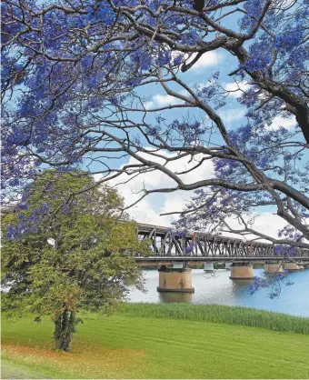  ??  ?? The old truss bridge crosses the Clarence River in Australia’s jacaranda capital, Grafton. Katrina Lobley