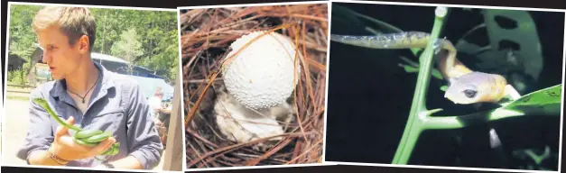  ??  ?? El Cusuco es considerad­o una zona de descanso en el corredor mesoameric­ano. Debido a esto su biodiversi­dad es única, encontránd­ose plantas y animales que no existen en ninguna otra parte del planeta. Este parque es ideal para los explorador­es y...