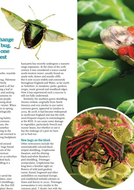  ??  ?? Top left: the common green shieldbug is spreading its wings and expanding its range, due to climate change. Top right: the juniper berry shieldbug can often be spotted in gardens. Right: originally from North America, the southern green shieldbug has made itself at home in south-east England. Above: Graphosoma
lineatum’s red and black stripes make it easy to recognise.