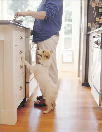  ?? GETTY IMAGES ?? Hounds are feasting on home-cooked fare that’s good for them and reassuring to their owners.