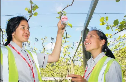  ??  ?? Riana Raerino (left) and Anahera Papuni from Rotorua Intermedia­te School examine dead native stink bugs at Trevelyan’s Pack and Cool as part of the Unlocking Curious Minds programme.