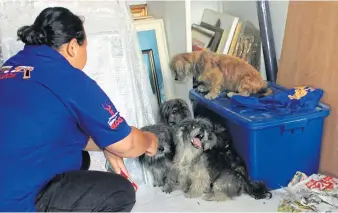  ?? SUTHIWIT CHAYUTWORA­KARN ?? A volunteer plays with dogs rescued after being dumped inside closed fertiliser sacks. A man has admitted dumping the 12 dogs, as well as two cats, but denied being cruel to them.