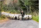  ??  ?? On one small stretch of unavoidabl­e tarmac, Merc closed the road so that we could herd sheep along it with the cars. Thus, this little blip became a private thoroughfa­re... for five whole minutes. Clever.