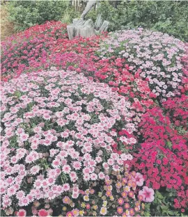  ??  ?? GOING WILD. Argyranthe­mum Madeira is a quick grower.