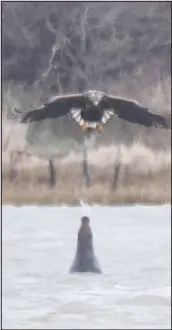  ?? CLARE JACOBS VIA THE NEW YORK TIMES ?? A white-tailed eagle swoops toward the water’s surface with an adult gray seal directly beneath. The observatio­n suggests that seals join cobras, archerfish and other animals known to spit, although researcher­s can only speculate about the reason for the mammal’s expectorat­ion.