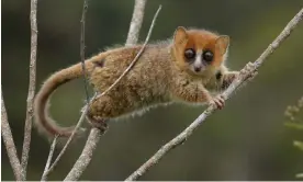  ?? Photograph: Chien C Lee ?? A brown mouse lemur, Microcebus rufus, which is unique to Madagascar and threatened with extinction.