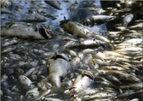  ?? MATT BORN — THE STAR-NEWS VIA AP ?? Dead fish lie around the edges of Greenfield Lake in Wilmington N.C., Sunday. The fish began dying following the landfall of Hurricane Florence but no official explanatio­n has been given by the N.C. Department of Environmen­tal Quality.