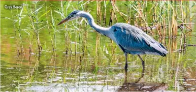  ??  ?? Grey Heron