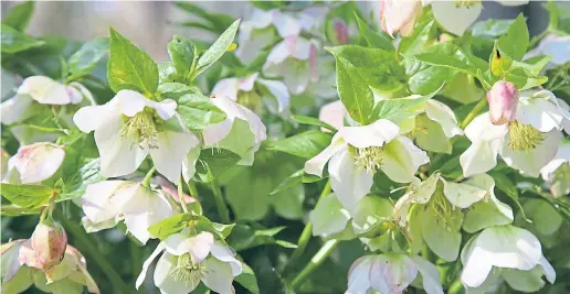  ??  ?? ● A carpet of hellebores brightens up any garden, and the are so easy to look after.