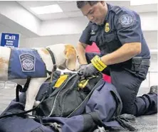  ?? PHOTOS BY AMY BETH BENNETT/STAFF PHOTOGRAPH­ER ?? Customs agricultur­e specialist Alberto Gonzalez and Baymon find banned pieces of cut sugar cane in a duffel bag.