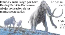  ??  ?? Arriba, colmillo de un mamut lanudo y su hallazgo por Love Dalén y Patrícia Pecnerová. Abajo, recreación de los mamuts esteparios