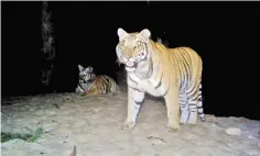  ??  ?? Photo taken by a camera trap released by Nepal’s Department of National Parks and Wildlife Conservati­on shows Bengal tigers in the Chitwan National Park. — AFP photo