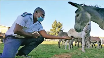  ?? THE DONKEY SANCTUARY ?? MORE than 100 donkeys have avoided being slaughtere­d as part of the donkey skin trade after they were rescued by the NSPCA with the assistance of the Mooi River SPCA and supported by internatio­nal animal welfare charity The Donkey Sanctuary. |