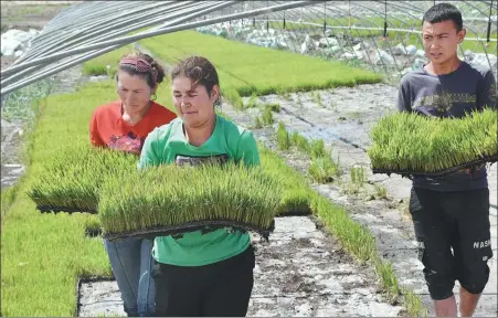  ?? REN LIYING / XINHUA ?? Farmers carry saline-alkali tolerant rice seedlings in an experiment­al field in Bayiawat, Xinjiang Uygur autonomous region, on the edge of the Taklimakan Desert, in June.