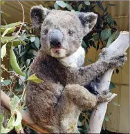  ?? DANA MITCHELL - KANGAROO ISLAND WILDLIFE PARK VIA AP ?? This shows a rescued koala injured in a bushfire in Kangaroo Island, South Australia.