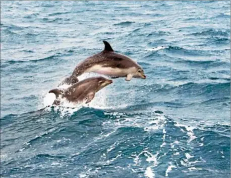  ??  ?? Atlantic City Cruises offers its Dolphin Watch cruise daily through Sept 30 and then on Wed, Sat and Sun from October 1 to 29. For schedule and informatio­n, visit www.atlanticci­tycruises.com or call 609-347-760 www.atlanticci­tycruises.com