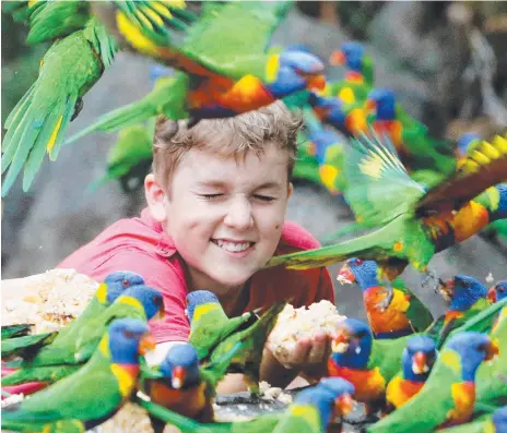  ?? Picture: LUKE MARSDEN ?? Feeding the rainbow lorikeets at Thunderbir­d Park is child’s play.