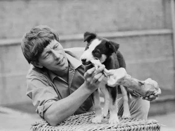  ??  ?? The presenter was a hit with his border collie companion Shep, still a puppy in 1971 (Getty)