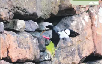  ?? Photo Arthur Duncan ?? Black guillemot carrying food into colony.