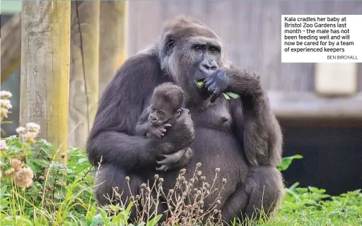  ?? BEN BIRCHALL ?? Kala cradles her baby at Bristol Zoo Gardens last month – the male has not been feeding well and will now be cared for by a team of experience­d keepers