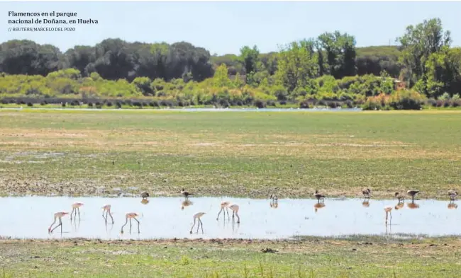  ?? ?? Flamencos en el parque nacional de Doñana, en Huelva // REUTERS/MARCELO DEL POZO