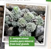  ??  ?? S. sempervivu­m exudes pure mineral from leaf glands