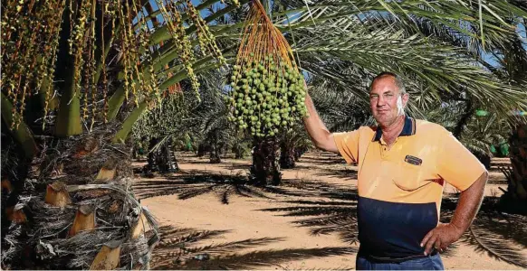  ?? PHOTO: DYLAN COKER ?? BOLD MOVE: Steve Brauer with barhee dates which are a crunchy Iraqi variety, at his Berri, SA, property.