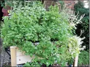  ??  ?? Mints are such vigorous growers that it’s wise to “contain” them by planting them in a container.