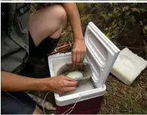  ??  ?? Above: Tracey Dearlove uses radio tracking to find a male rowi incubating an egg ( top right). The egg is placed in a safe container ( left). Right: kiwis feature widely on merchandis­e in New Zealand. Below: a rowi chick at Willowbank Wildlife Reserve.