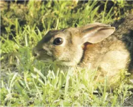  ??  ?? Das Kaninchen in seiner natürliche­n Kräutermar­inade.