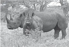  ?? KARL STROMAYER/AP ?? A black rhino male and calf in Mkuze, South Africa.