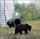  ?? SUBMITTED PHOTO ?? A black bear wanders near a trap in Ridley Creek State Park. The bear was trapped and then released upstate. It was not harmed in the process.