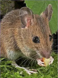  ??  ?? A wood mouse.
