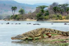  ??  ?? Le lac Tagalala abrite une multitude de crocodiles du Nil somnolant sous les arbustes en attendant leurs proies.