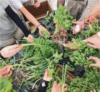  ?? Meagan Terry / Contributo­r ?? School gardens can grow many vegetables and herbs that are new to students.