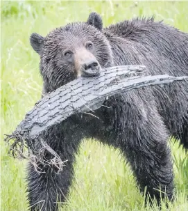  ??  ?? A grizzly bear chews on a piece of a tire. A study suggests hungry grizzly bears drawn to bountiful berry crops in southeaste­rn B.C. are dying in disturbing numbers.