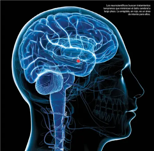  ??  ?? Los neurocient­íficos buscan tratamient­os tempranos que minimicen el daño cerebral a largo plazo. La amígdala, en rojo, es un área
de interés para ellos.