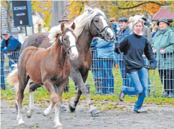  ?? FOTO: ROLAND RAY ?? Pas de trois: Auch im Schauring bleibt das Fohlen gern auf Tuchfühlun­g mit der Mama.