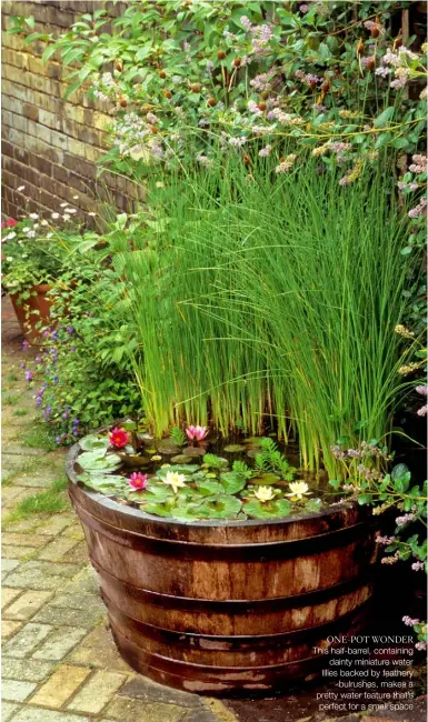  ??  ?? This half-barrel, containing dainty miniature water lilies backed by feathery bulrushes, makes a pretty water feature that’s perfect for a small space