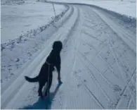  ?? FOTO: BIRGITTE KLÆKKEN ?? Det er innført ekstraordi­nær båndtvang og stenging av flere skiløyper for å ivareta villreinen på Hovden.