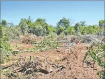  ??  ?? Deforestac­ión realizada en una región del Dpto. de Canindeyú. El Paraguay es uno de los más afectados.