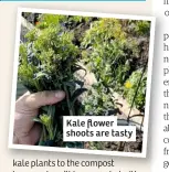  ??  ?? Kale flower shoots are tasty