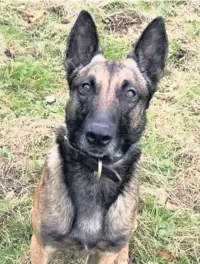  ??  ?? Police dog Rhyker helped track down Fraser Robertson and Oliver Taylor after the robbery