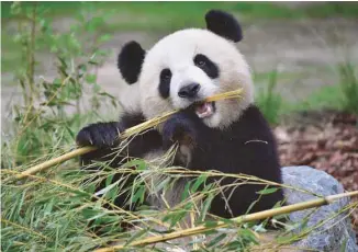  ?? TOBIAS SCHWARZ AGENCE FRANCE-PRESSE ?? Le dernier recensemen­t national réalisé par les autorités chinoises indiquait qu’il y avait 1864 pandas géants dans la nature, rappelle Florian Kirchner.