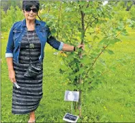  ?? DESIREE ANSTEY/ JOURNAL PIONEER ?? Joyce O’Connor stands in the Ever-living forest next to the tree planted in memory of her daughter, Nicole Robertson, who heartbreak­ingly passed away at just 34-years-old with cancer.