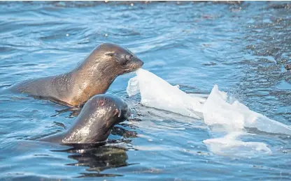  ??  ?? Plastic finds its way into our seas and oceans and poses a hazard to wildlife.