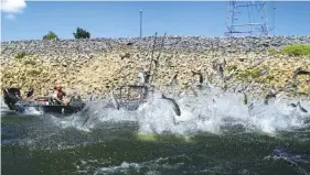  ?? STAFF PHOTOS BY C.B. SCHMELTER ?? Above: Carp jump out of the Cumberland River at the Barkley Dam as a Tennessee Wildlife Resources Agency boat performs an electrofis­hing demonstrat­ion last year in Grand Rivers, Ky.