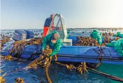  ?? Lindi Botha ?? ABOVE: Eckloniama­xima kelp being harvested off the coast of Gansbaai in the Western Cape, the only region in the world where this species of kelp grows.