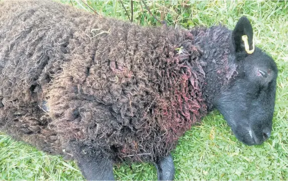  ??  ?? > The aftermath of a dog attack on a sheep in Hensol